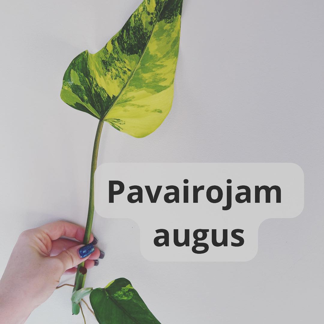 Kā pavairot telpaugus?