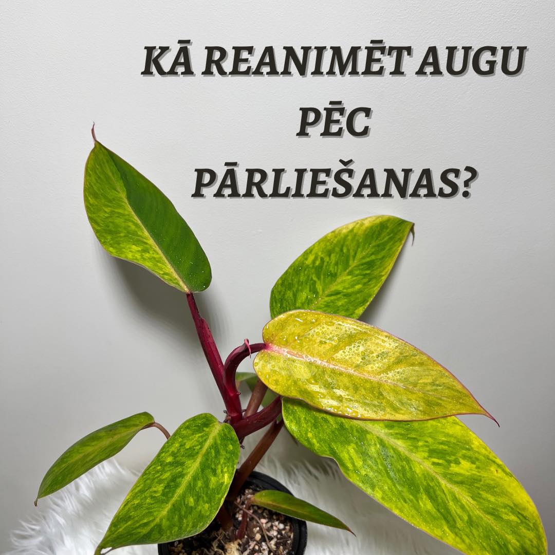 Kā reanimēt telpaugu pēc pārliešanas?