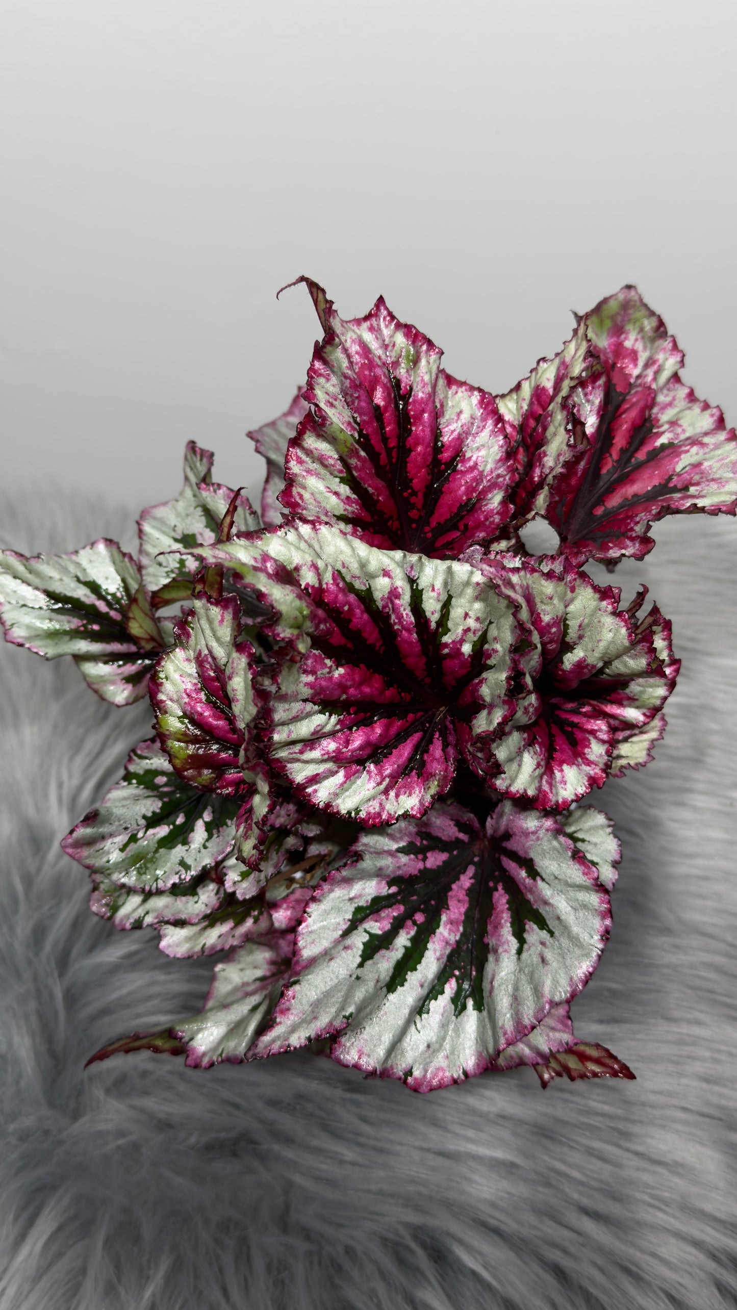 Begonia Beleaf 2