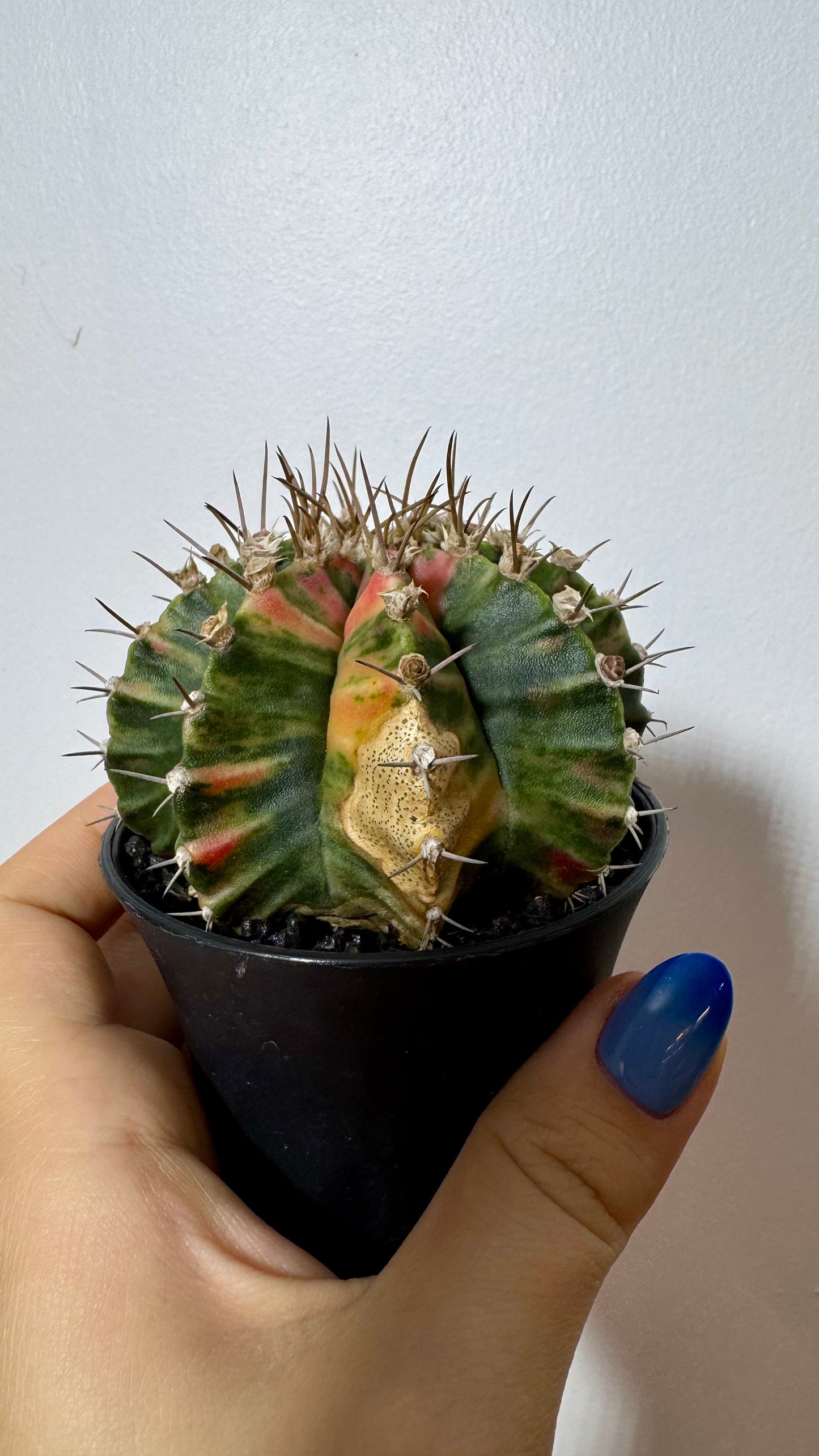 Gymnocalycium mihanovichii variegata