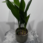 Aspidistra elatior Home Blessing