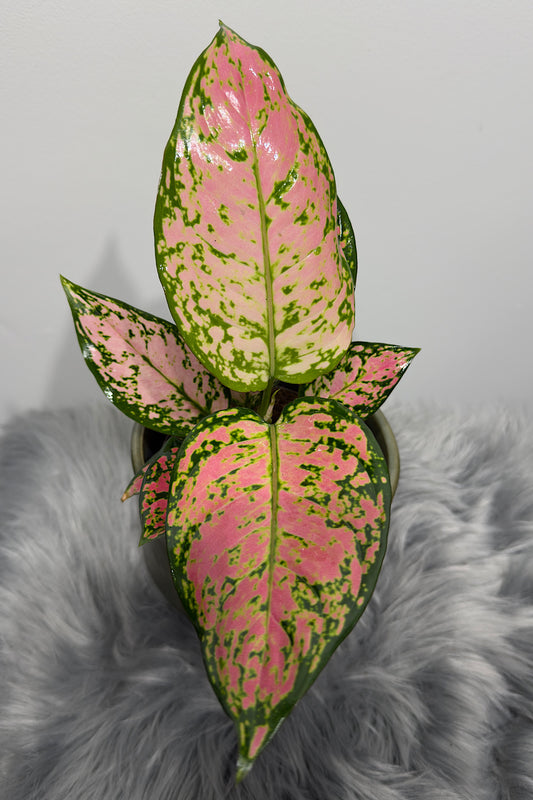 Aglaonema 16