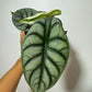 Alocasia Silver Dragon