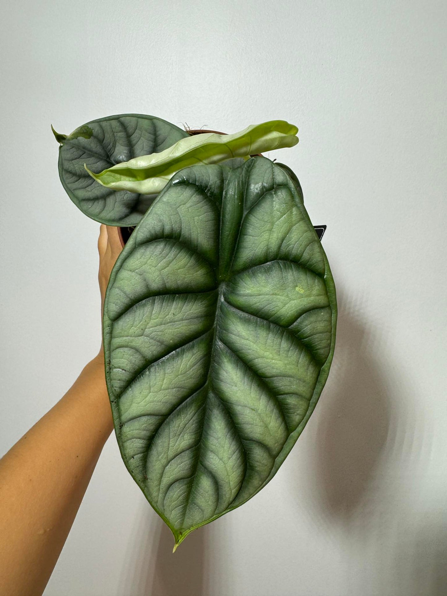 Alocasia Silver Dragon