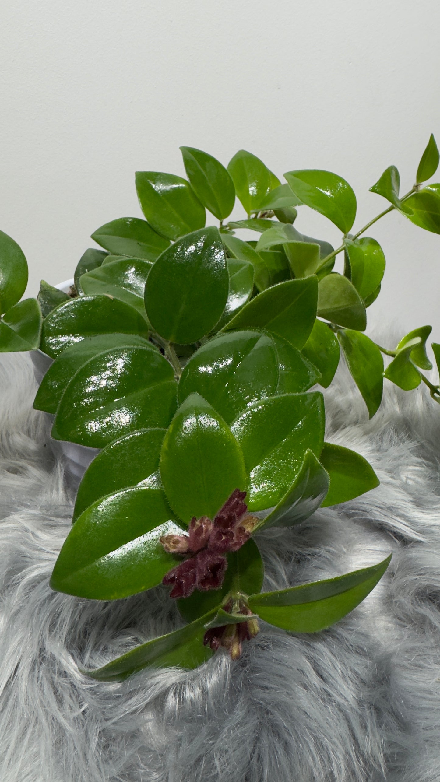 Aeschynanthus Monarda Lisa/ Lipstick plant