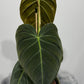 Philodendron melanochrysum