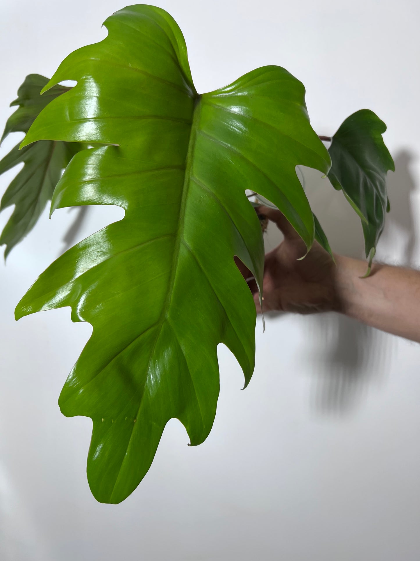 Philodendron mayoi