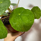 Pilea Suhkur