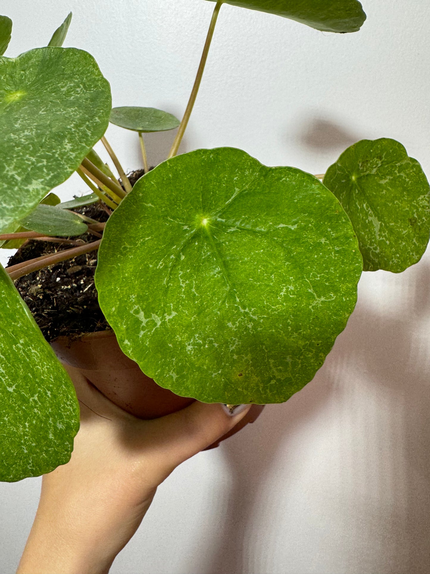 Pilea Suhkur