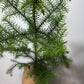 Araucaria Heterophyl