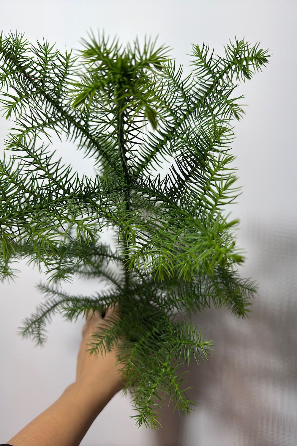 Araucaria Heterophyl