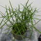 Cyperus Jela