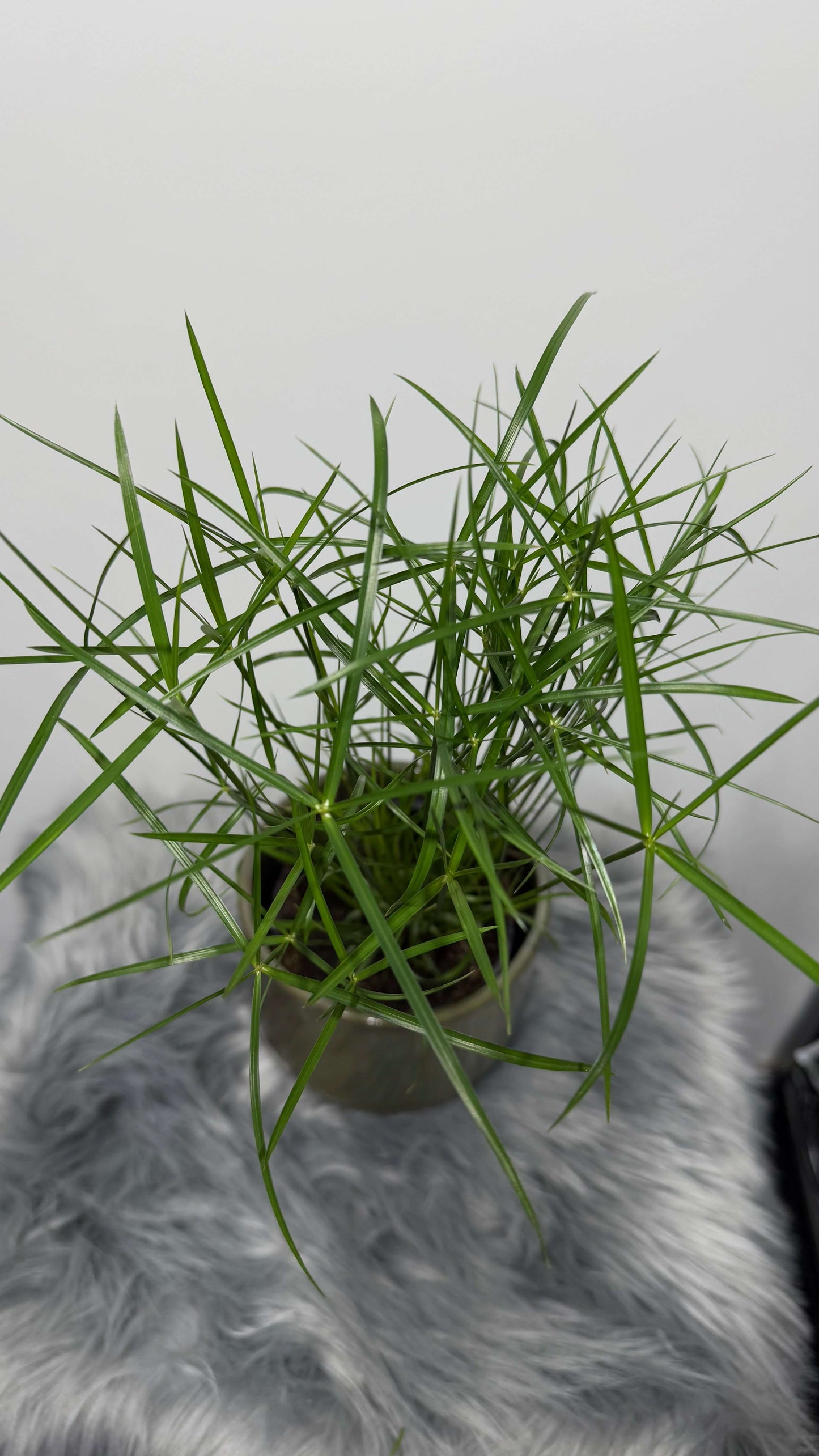 Cyperus Jela