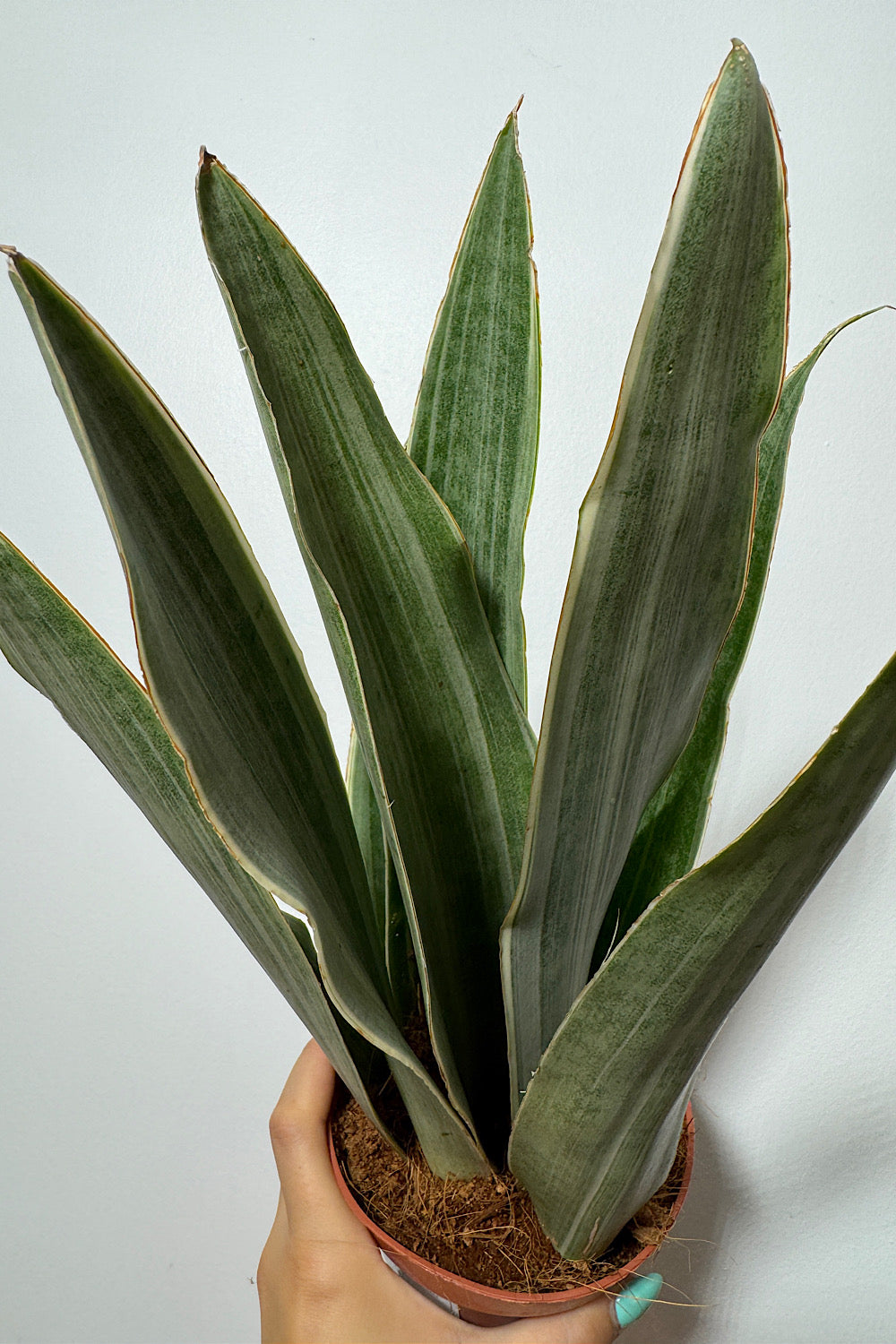 Sansevieria Metallica