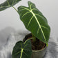 Alocasia Frydek