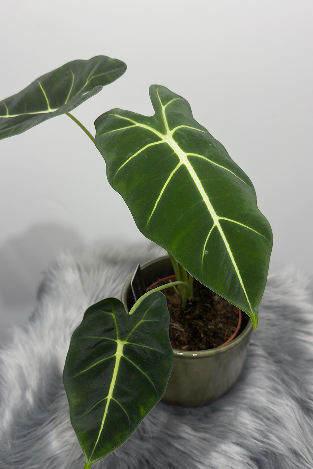 Alocasia Frydek