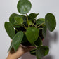 Pilea Peperomoides