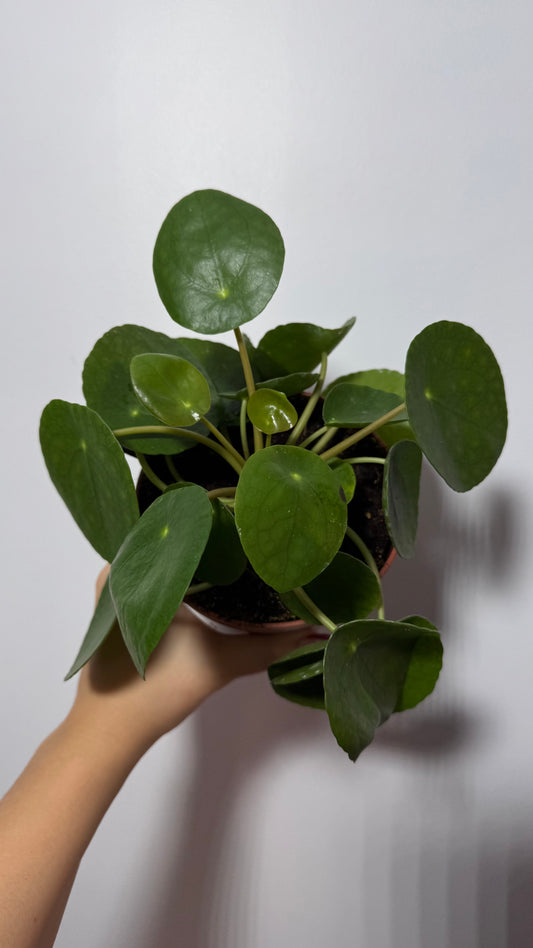 Pilea Peperomoides