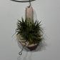 Air plant Tillandsia 10