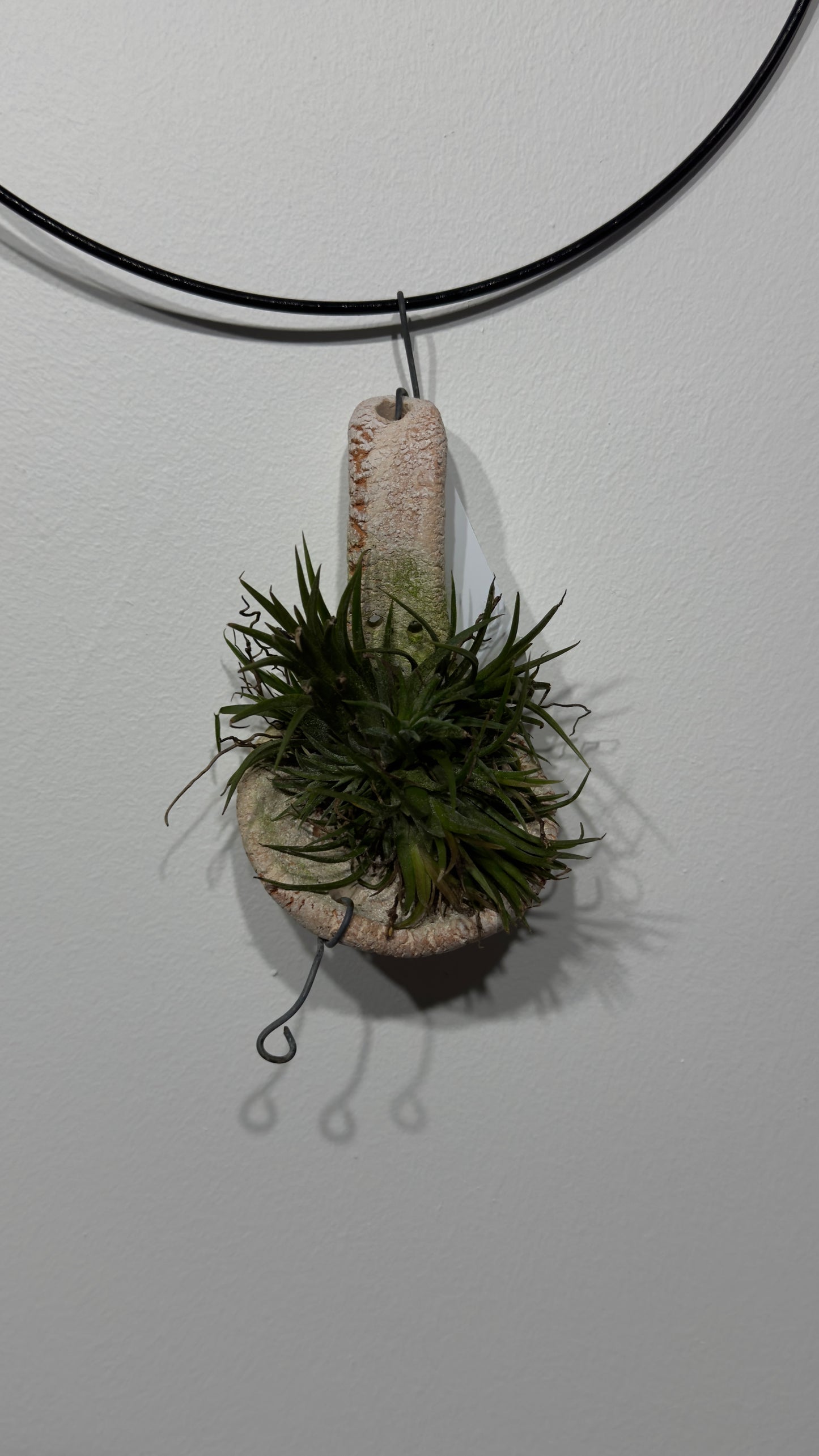 Air plant Tillandsia 10