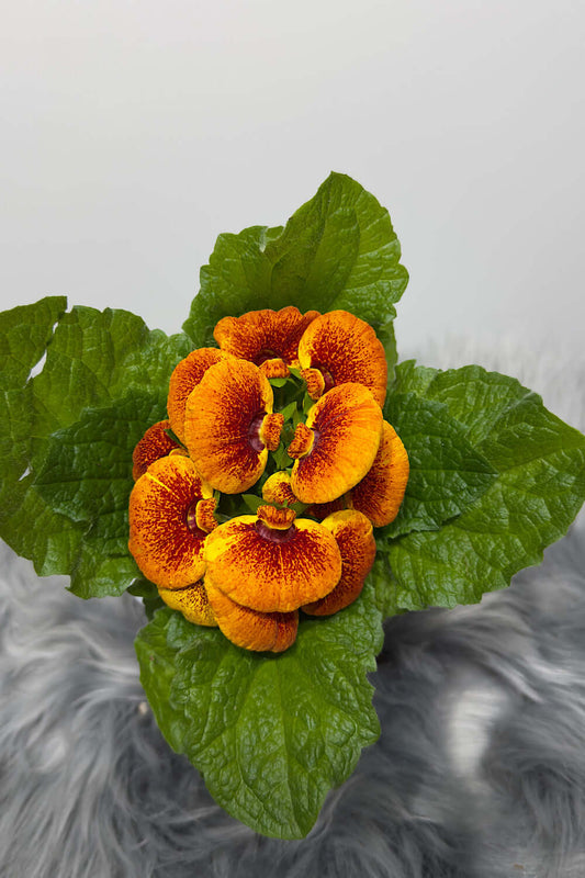 Calceolaria Herbeohybrida 6