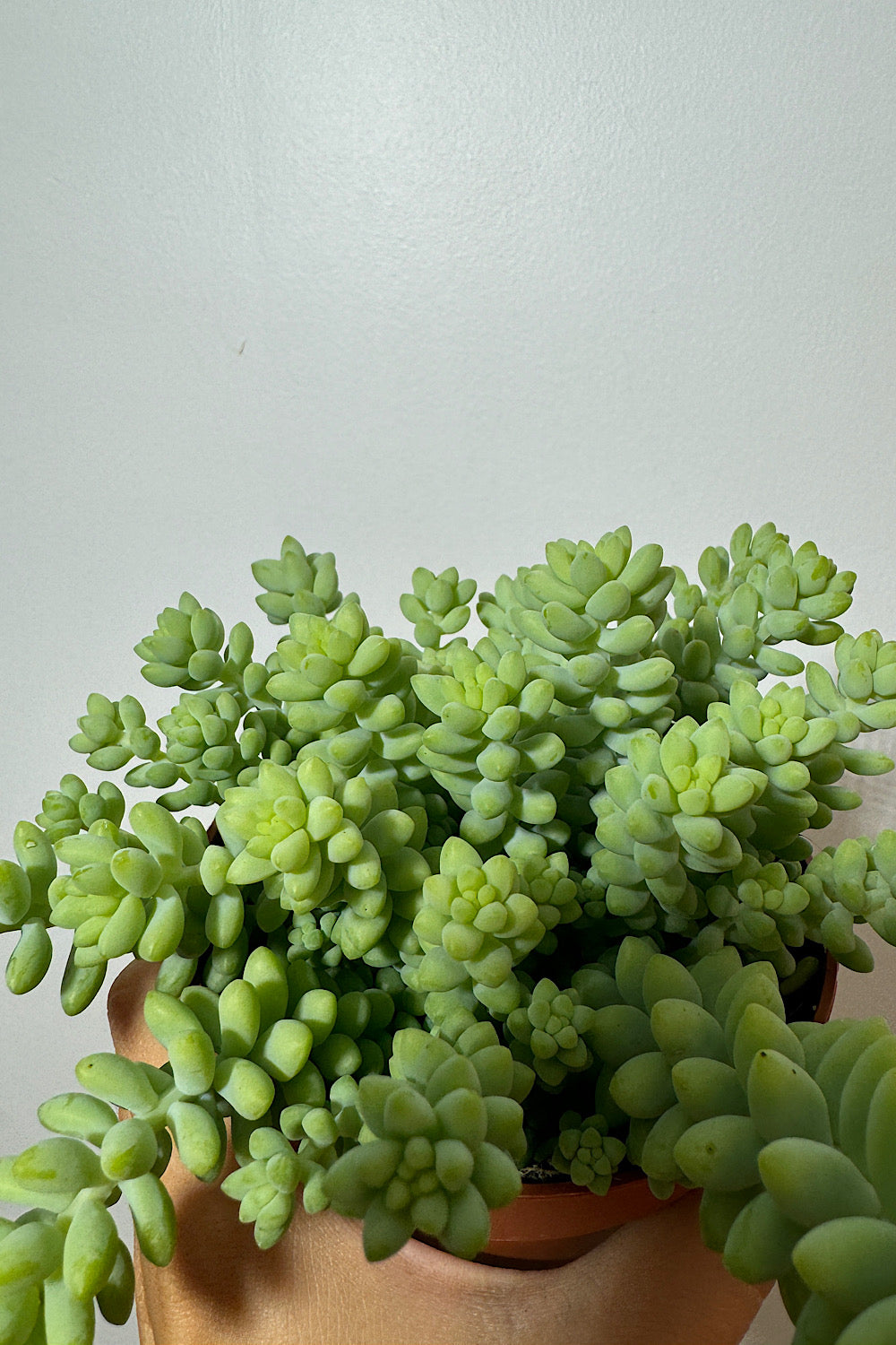 Sedum burrito