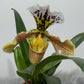 Paphiopedilum Orchid America 2