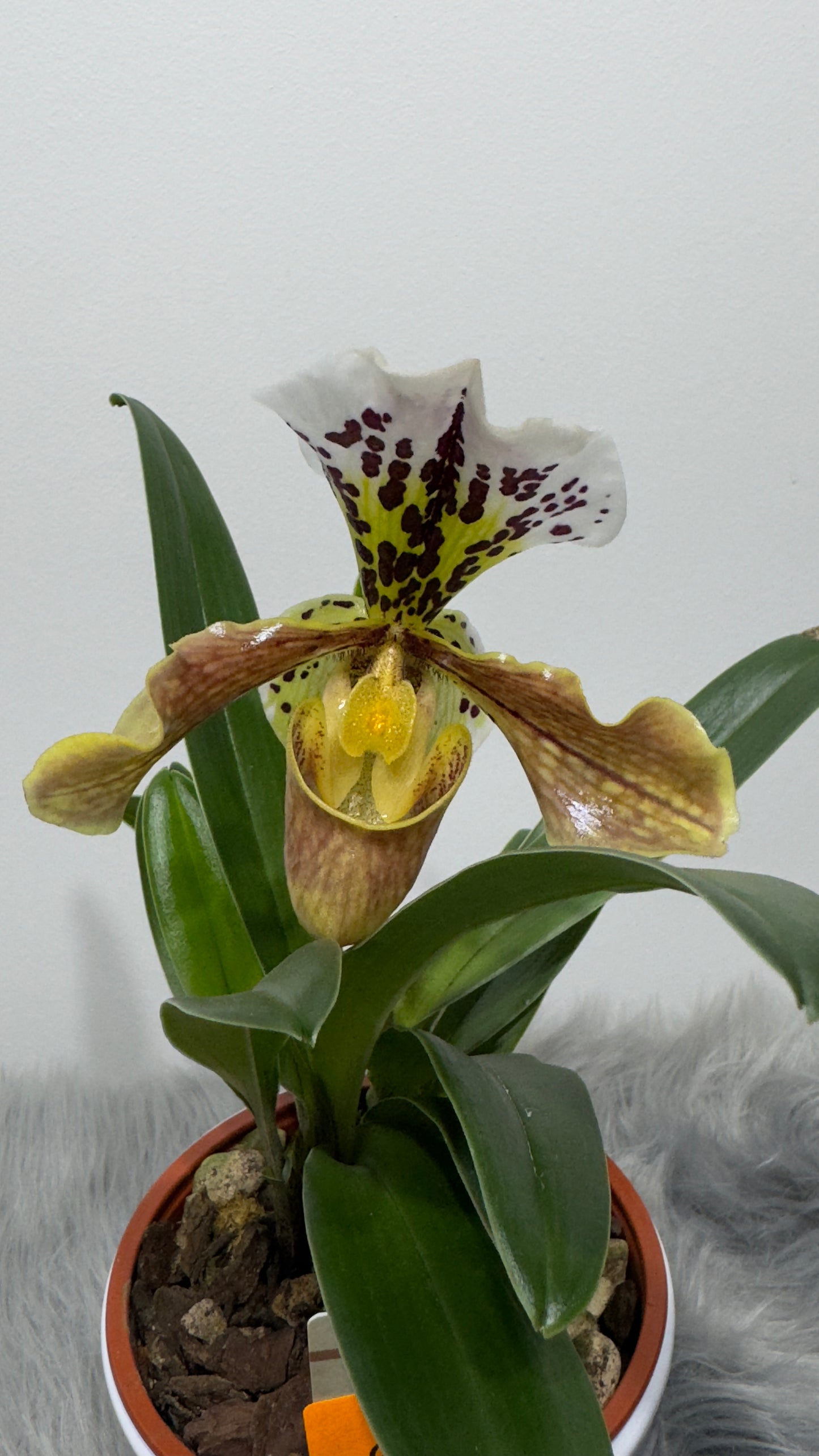 Paphiopedilum Orchid America 2