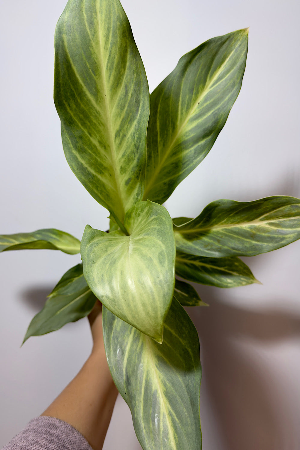 Aglaonema 11