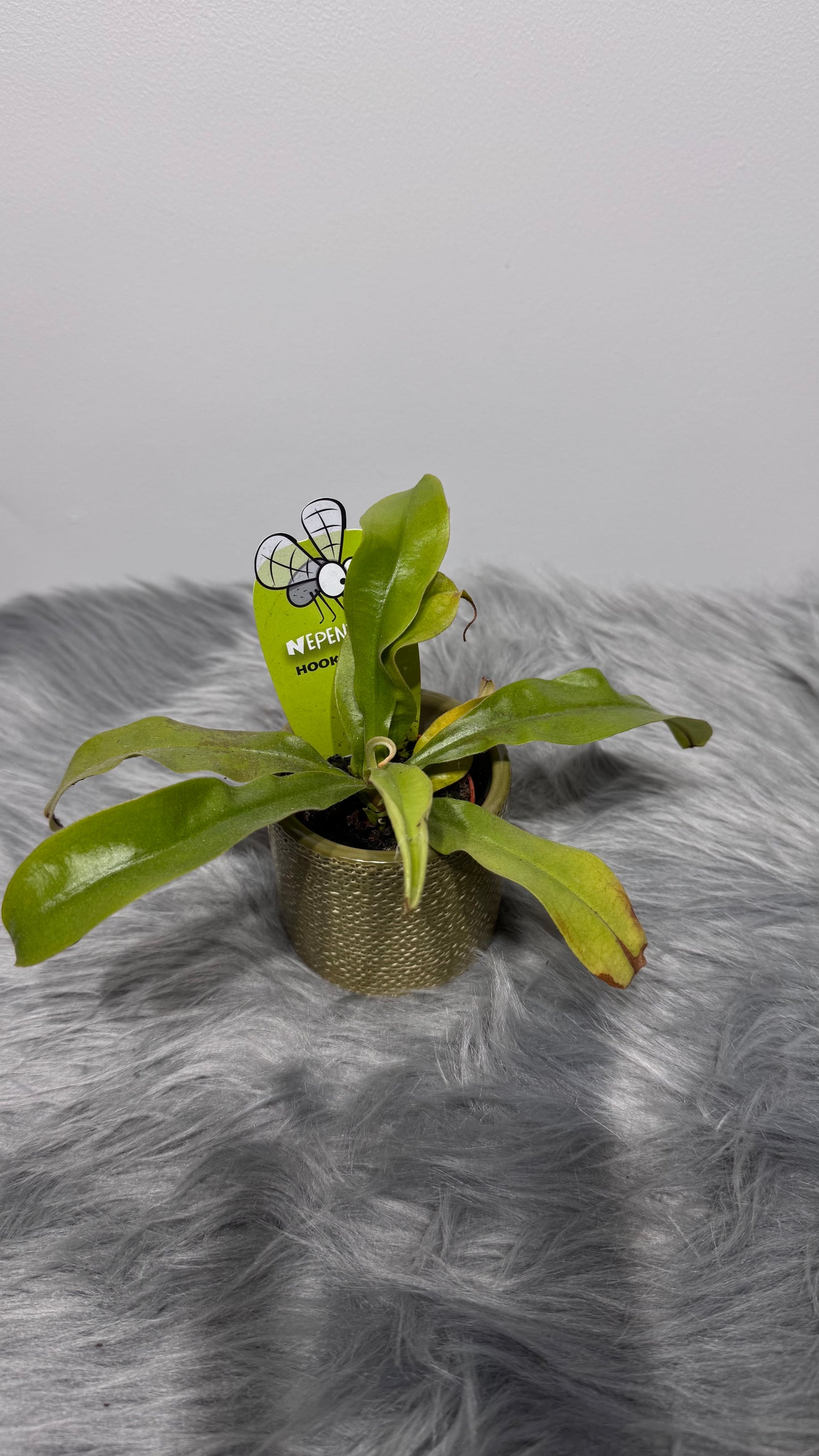 Mušķērājs Nepenthes hookeriana