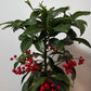 Ardisia Crenata