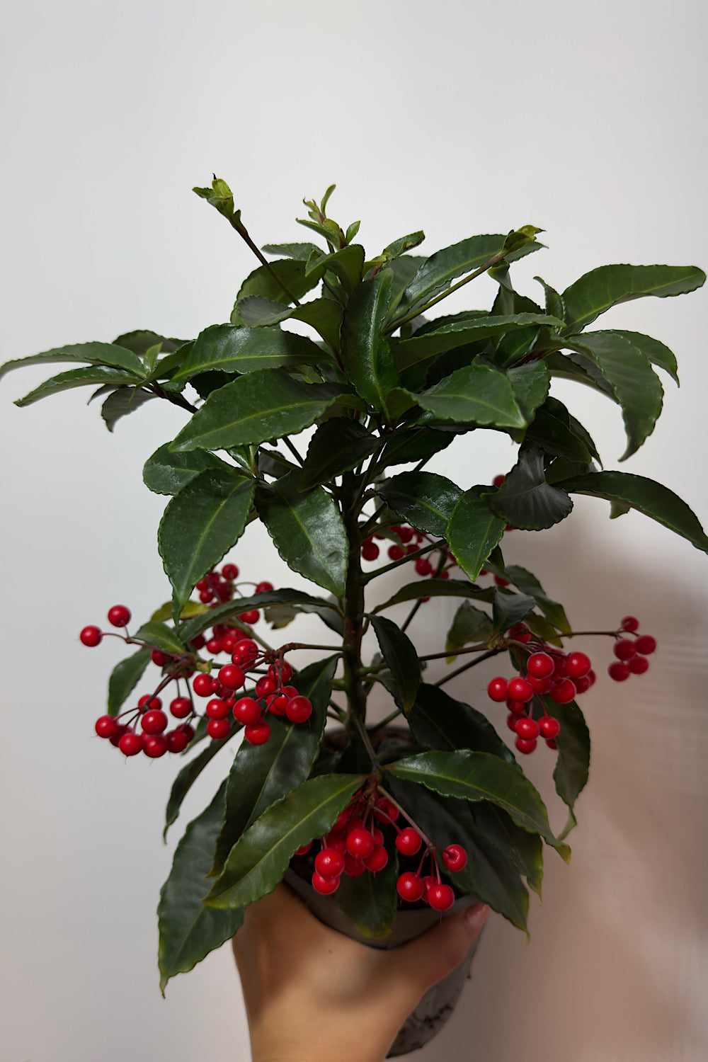 Ardisia Crenata