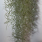 Air plant Tillandsia Usneoides Air plant