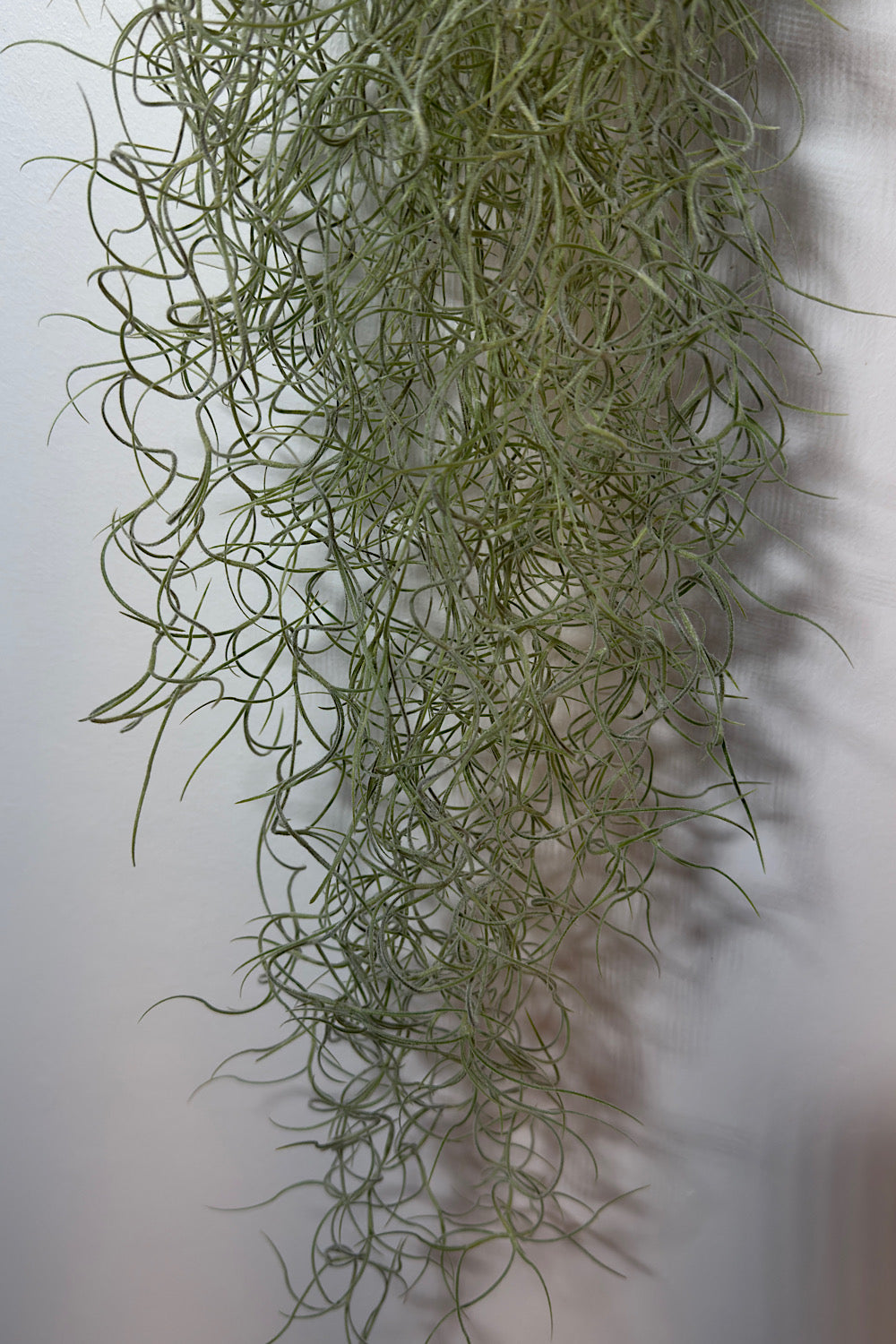 Air plant Tillandsia Usneoides Air plant