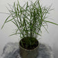 Cyperus Jela