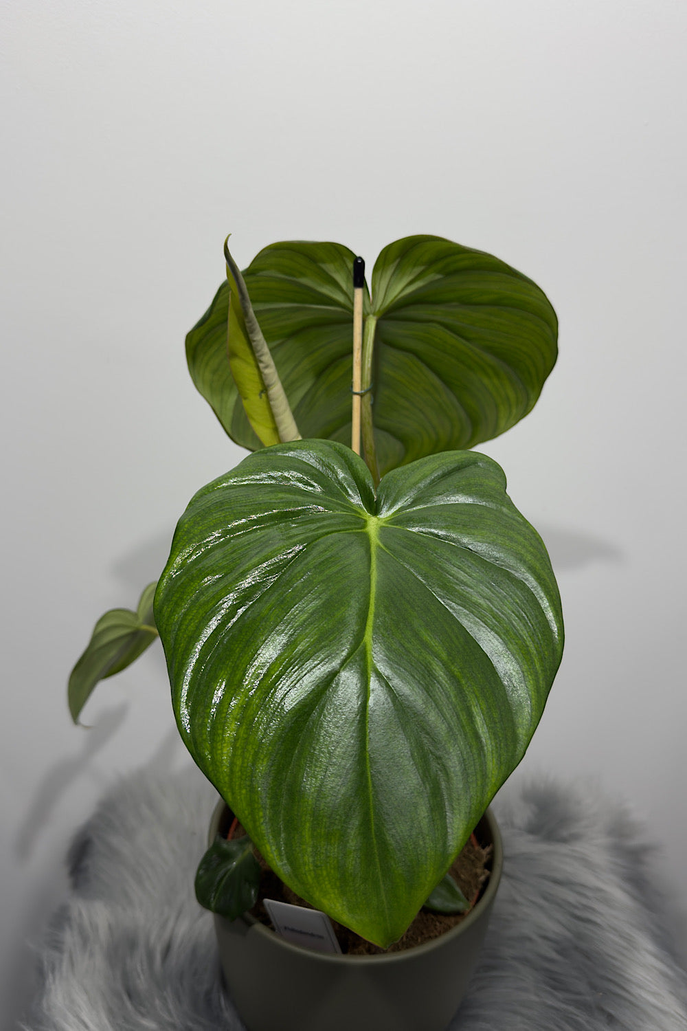 Philodendron Pastazanum