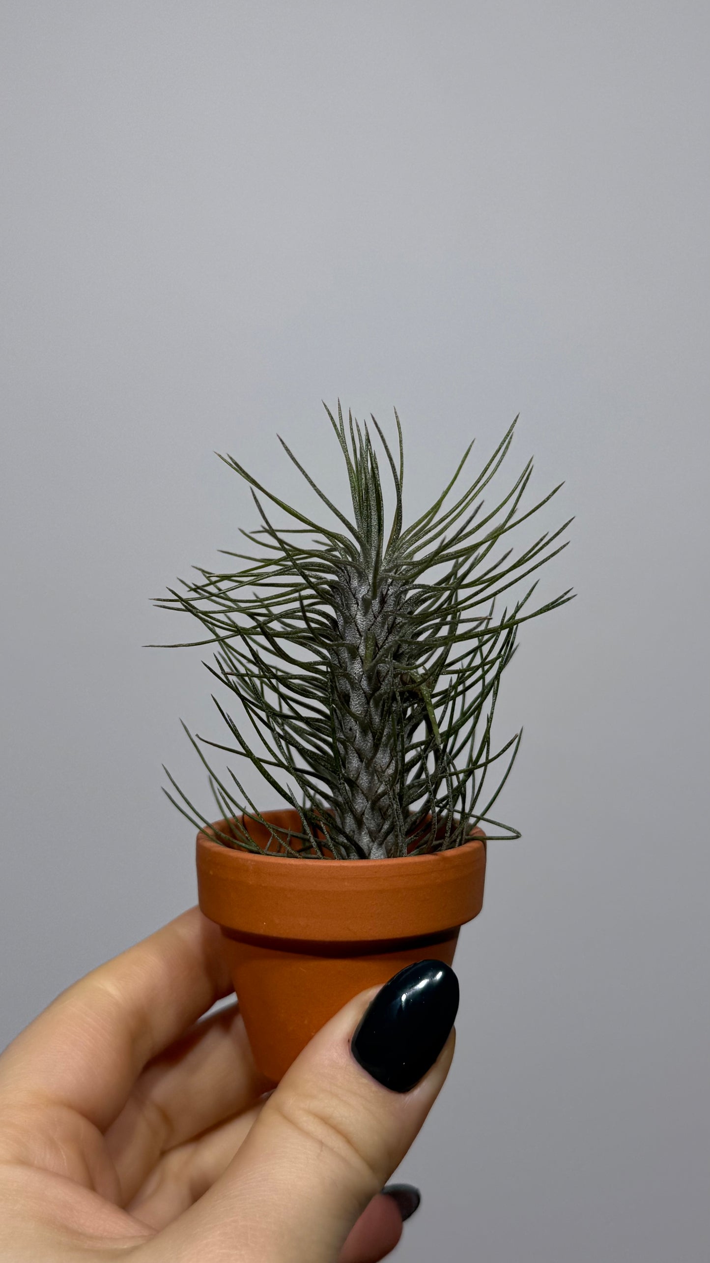 Õhutehas Tillandsia Õhutehas 2