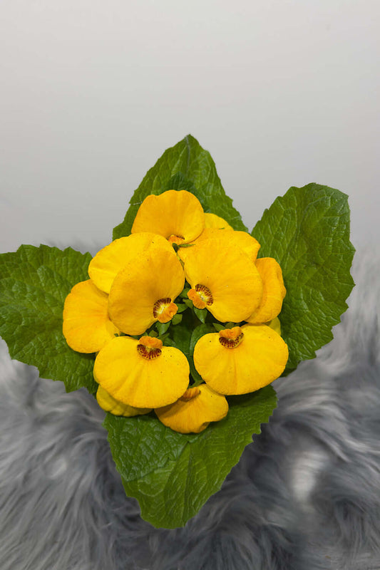 Calceolaria Herbeohybrida 4