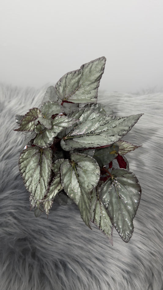 Begonia Beleaf 1