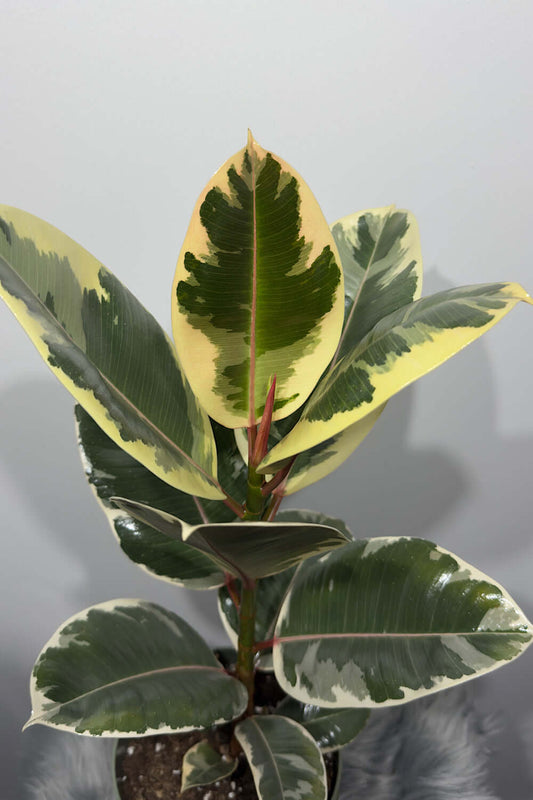 Ficus elastica Ruby