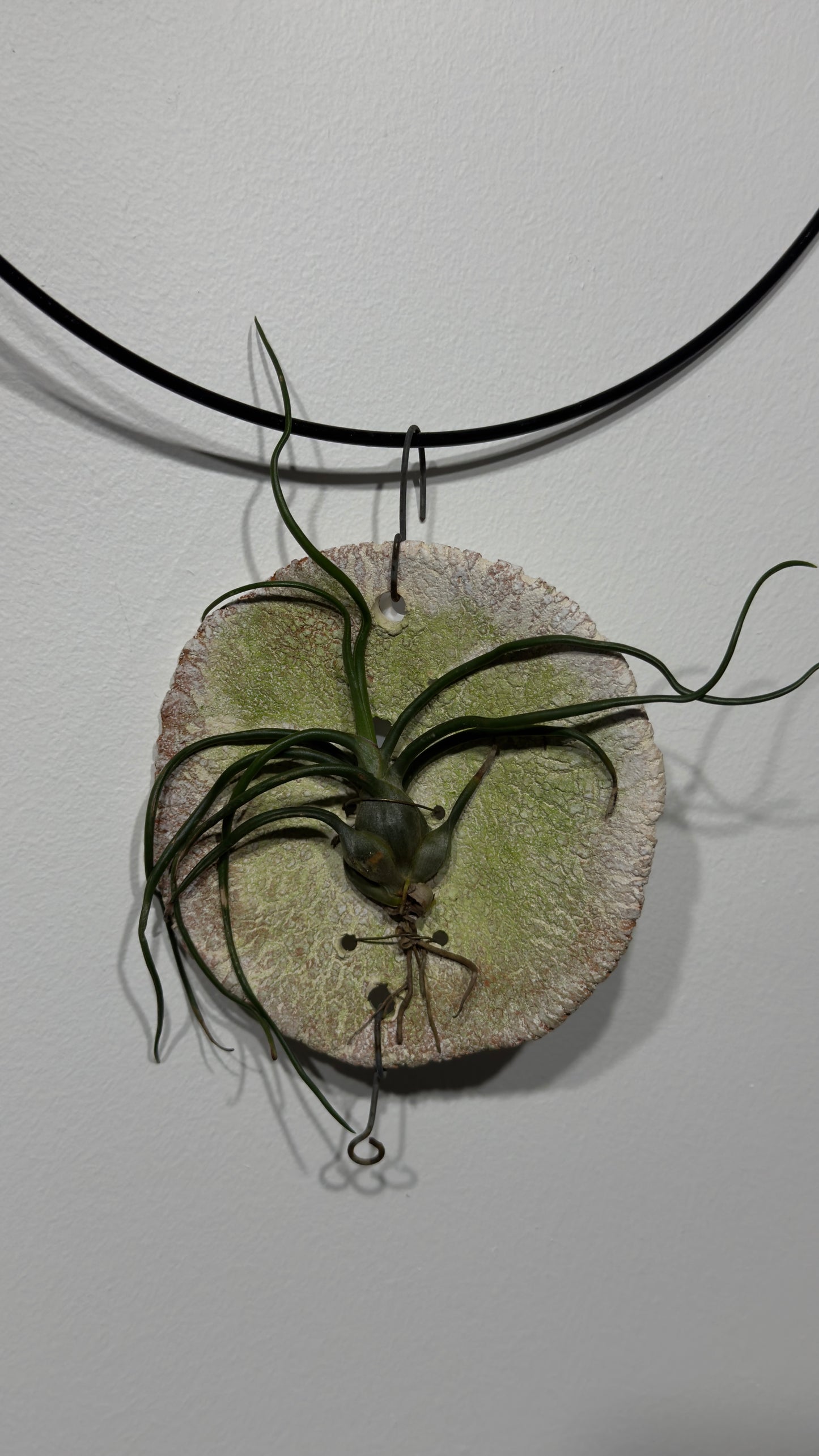 Õhutehas Tillandsia Õhutehas 9