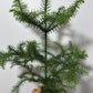 Araucaria Heterophyl