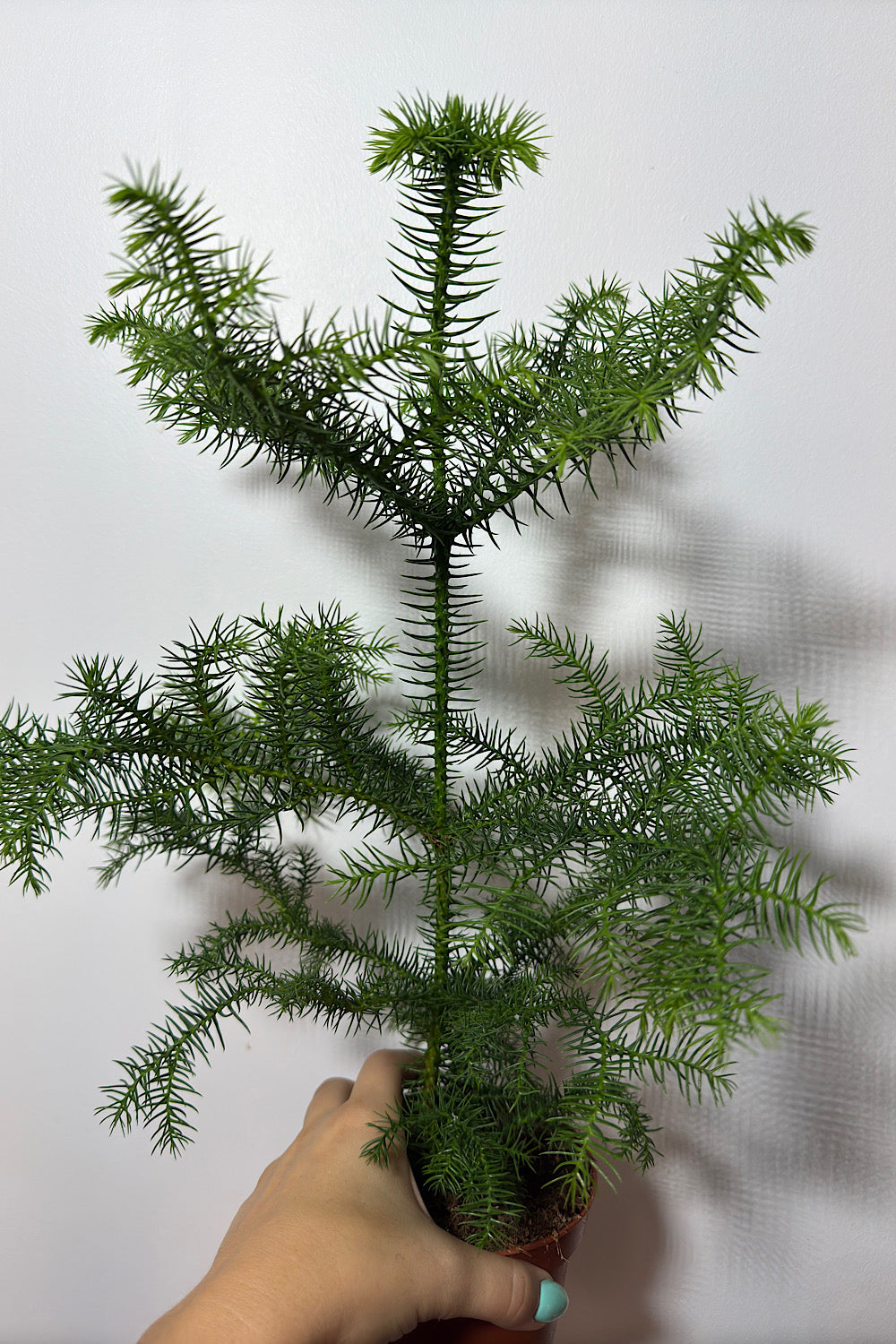 Araucaria Heterophyl