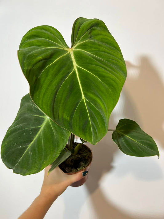 Philodendron Gloriosum