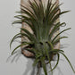 Õhutehas Tillandsia Õhutehas 6