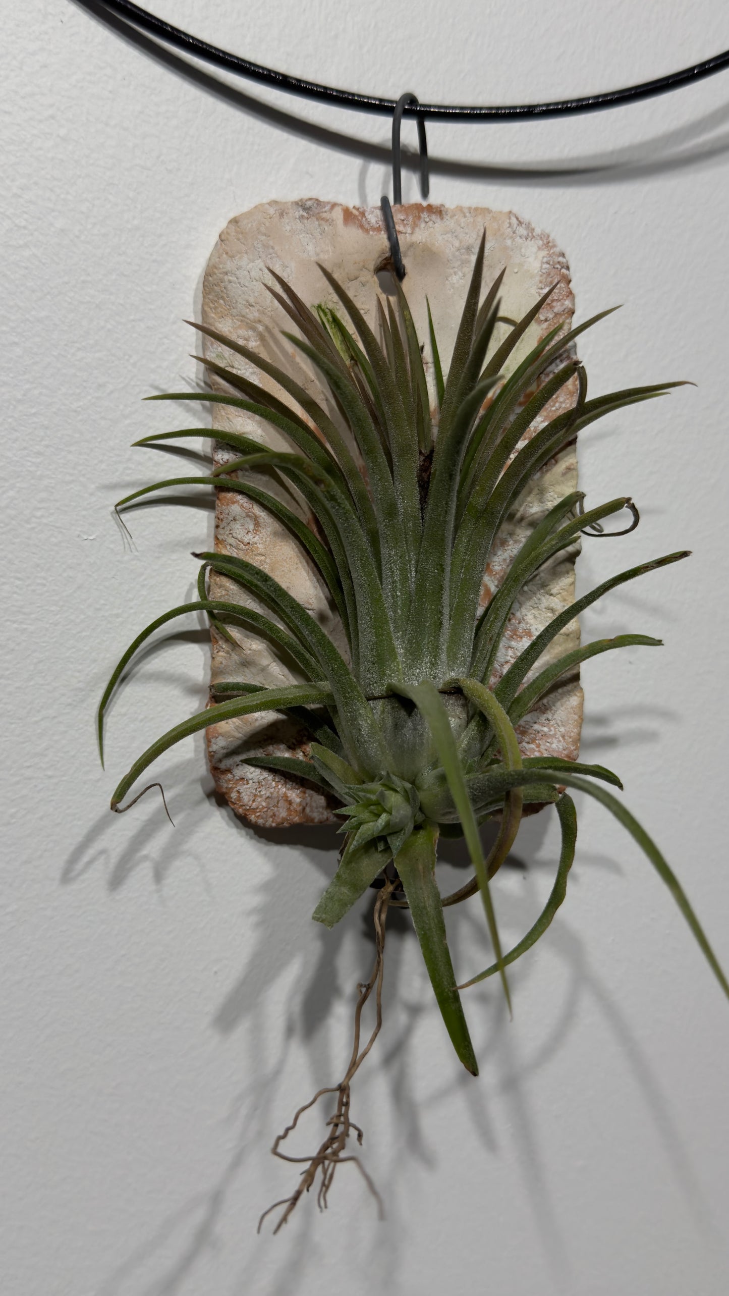 Õhutehas Tillandsia Õhutehas 6