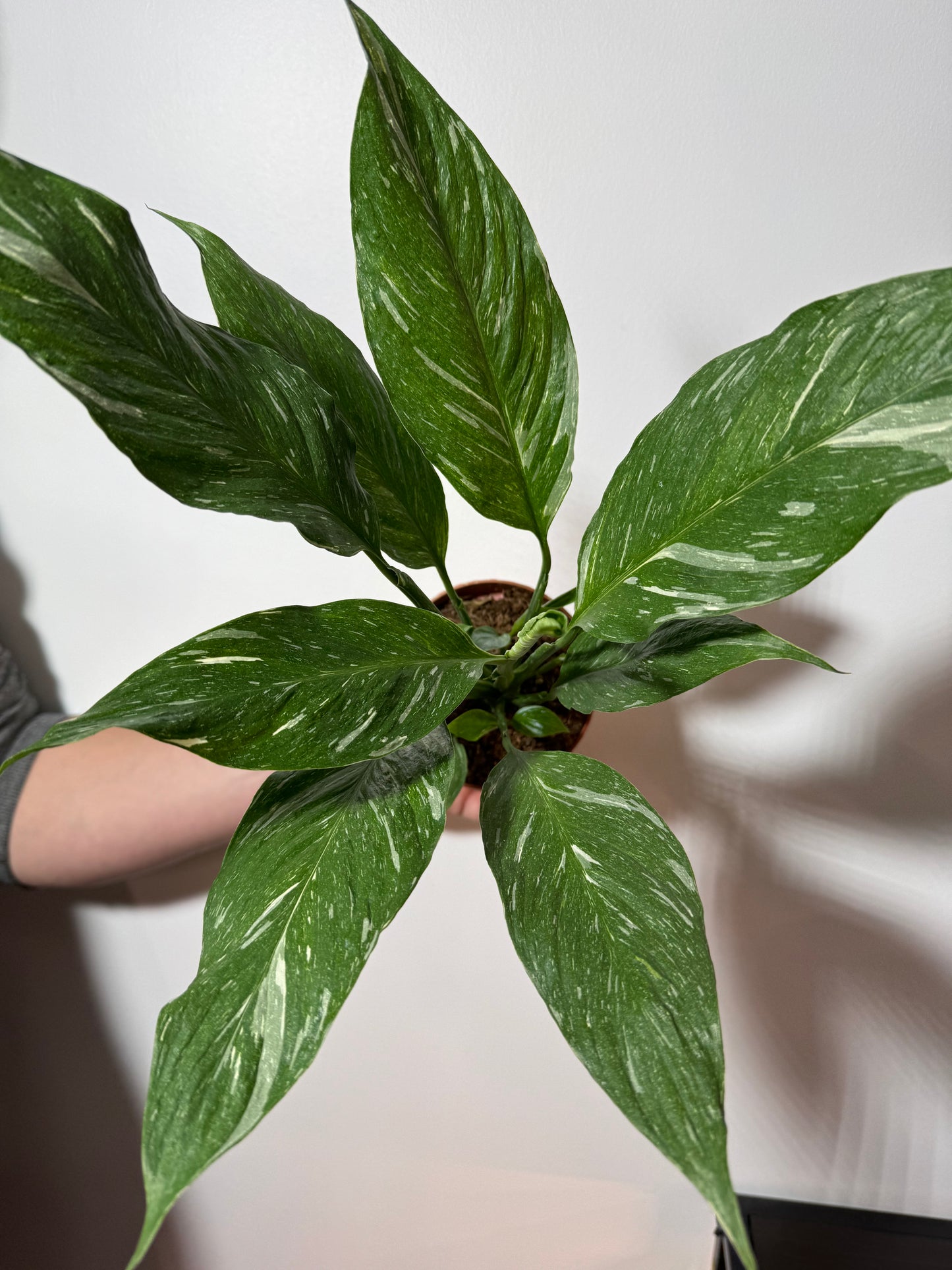 Spathiphyllum Diamond