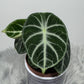 Alocasia Ninja