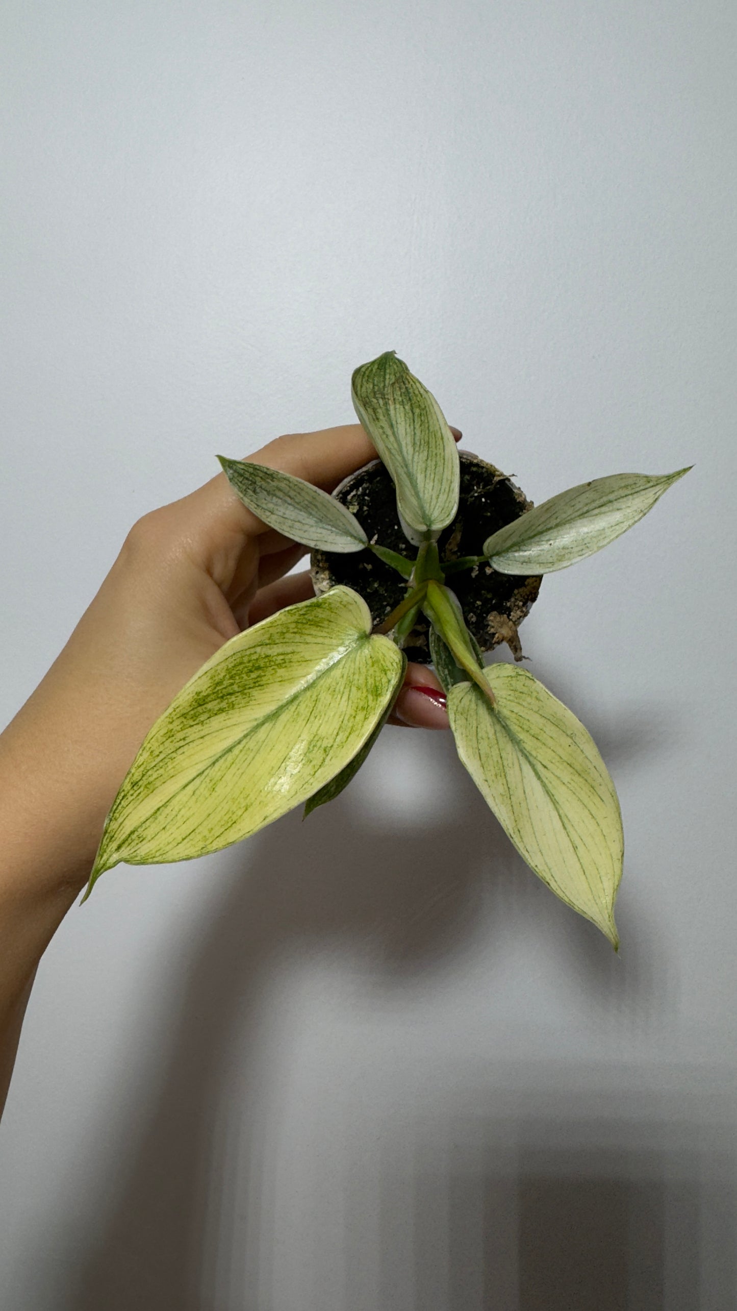 Philodendron FLORIDA GHOST