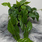 Ficus Sagitata Rooting Green